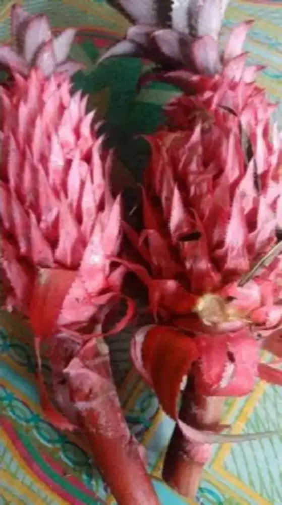 Buah nanas muda / nanas merah segar