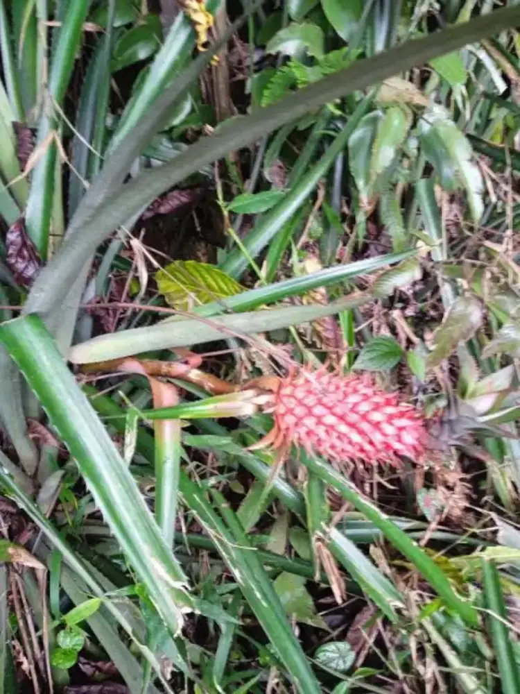 Nanas muda merah / nanas muda segar