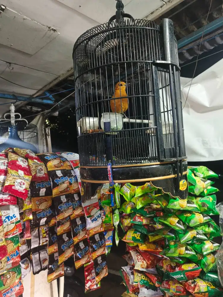 Burung wiksar jual fulset/ burja boleh saja tinggal wa.