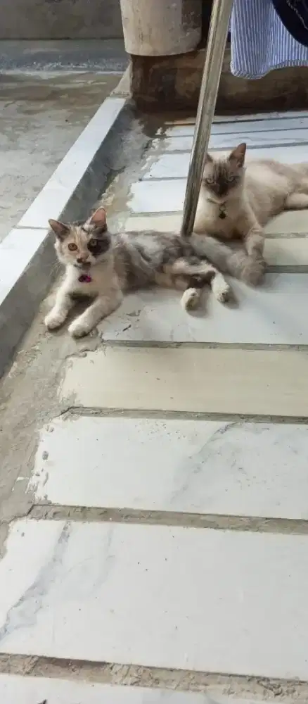 kucing lucu, mau lepas adop