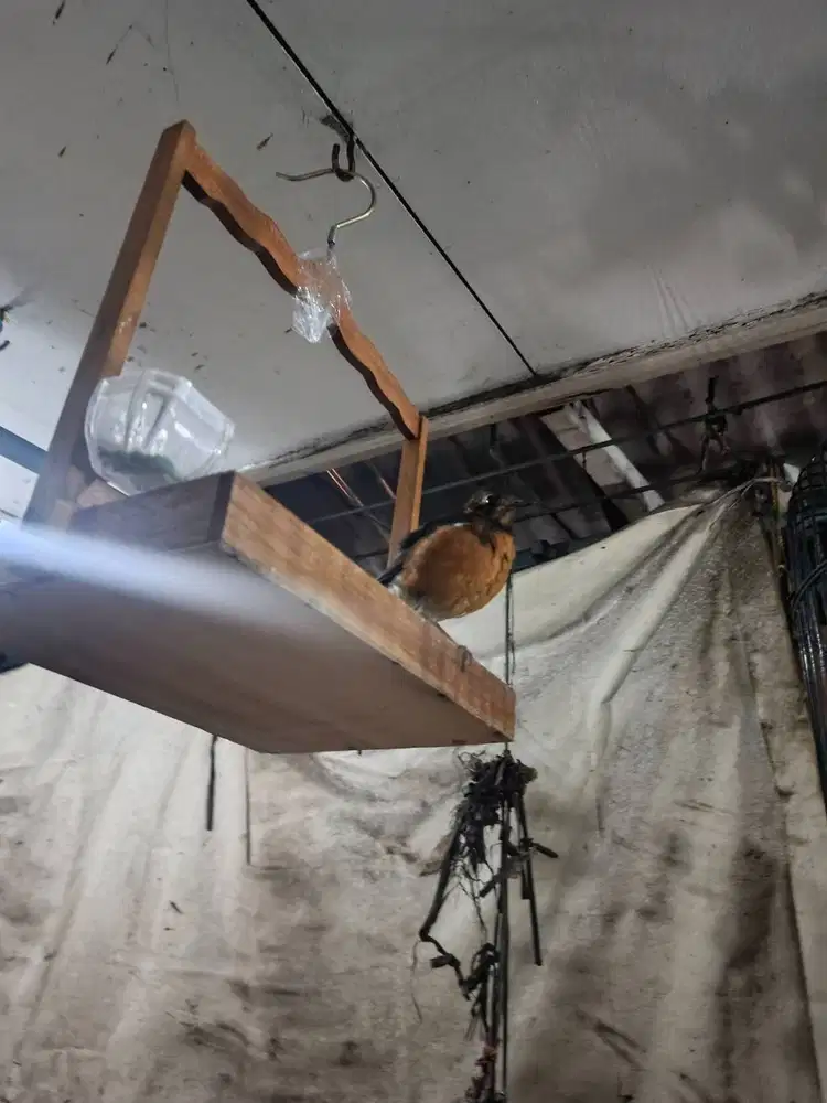 Jual anis merah wiksar 1jt fullset jinak..