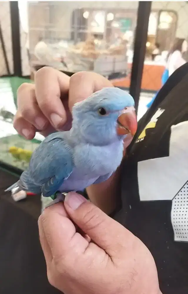 Indian ringnek umur 4bulan