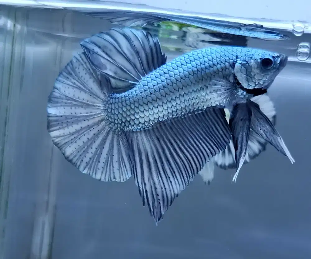 ikan cupang giant coper