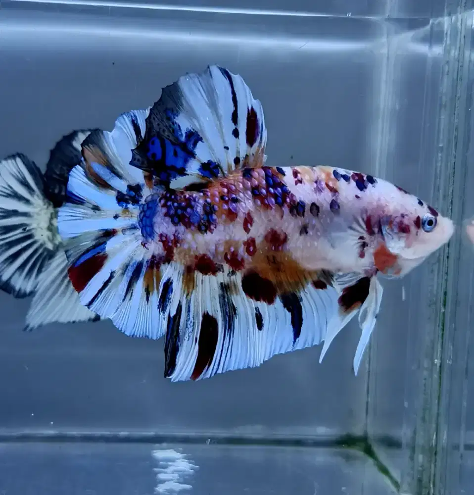 ikan cupang giant multi metalik