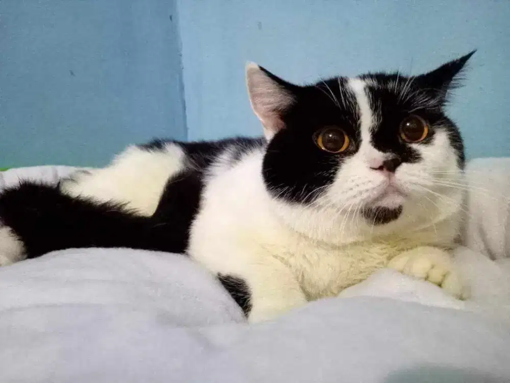 BSH bicolor black nonped