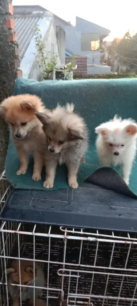 Minipom mix  u 3 bln