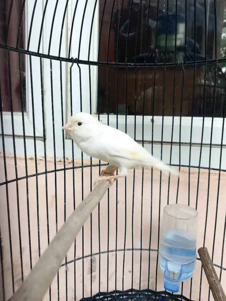 Kenari Putih Gacor