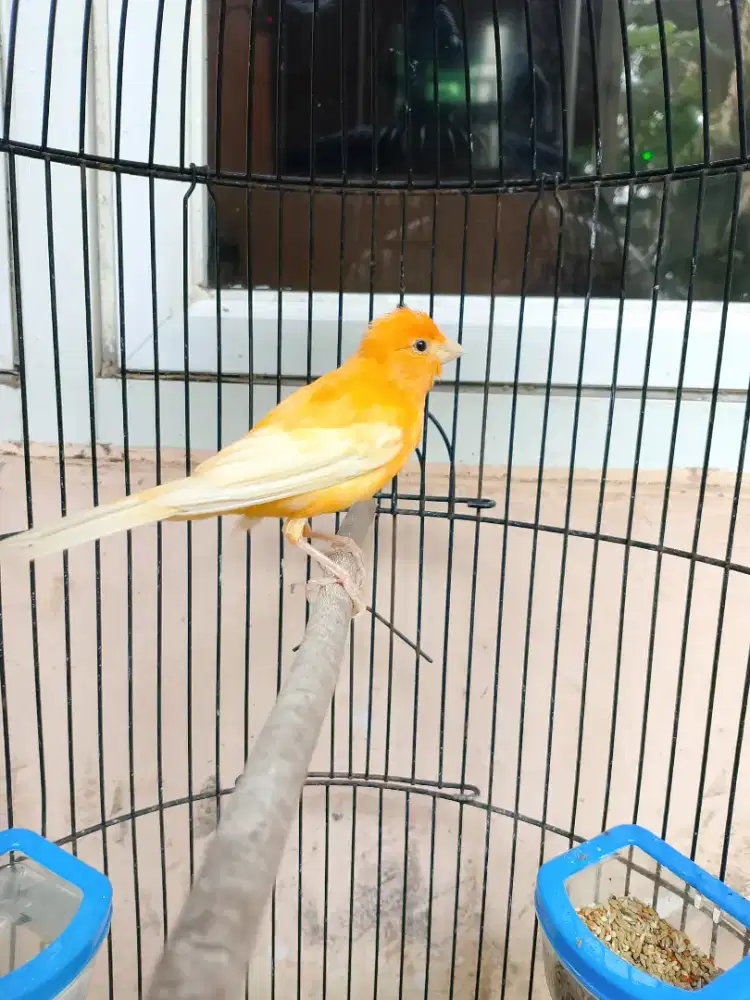 Kenari orange Gacor