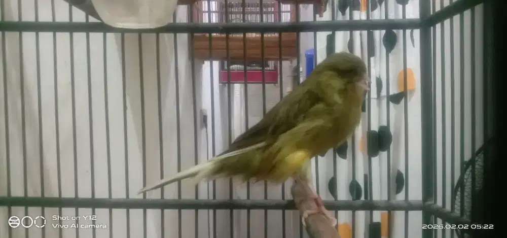 Kenari Ys foi 24 HF40 betina sudah produksi