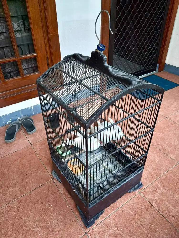 Burung Merpati Putih