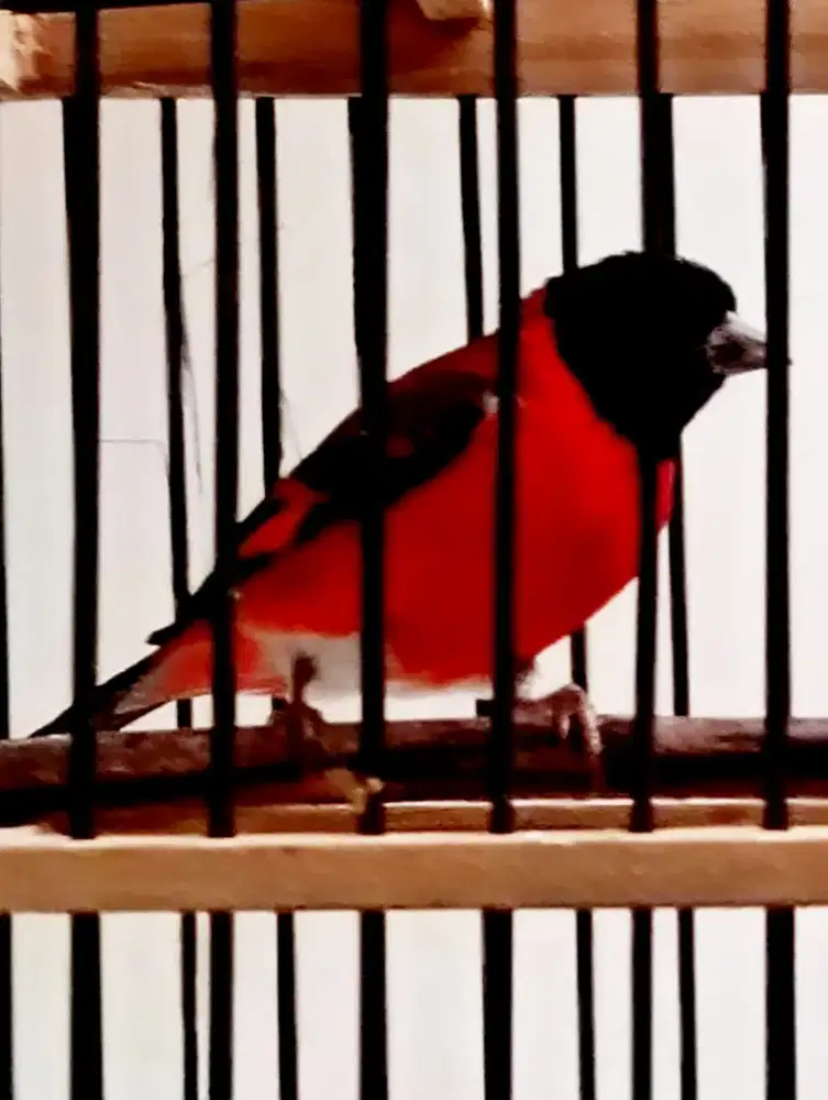 Red siskin merah merona