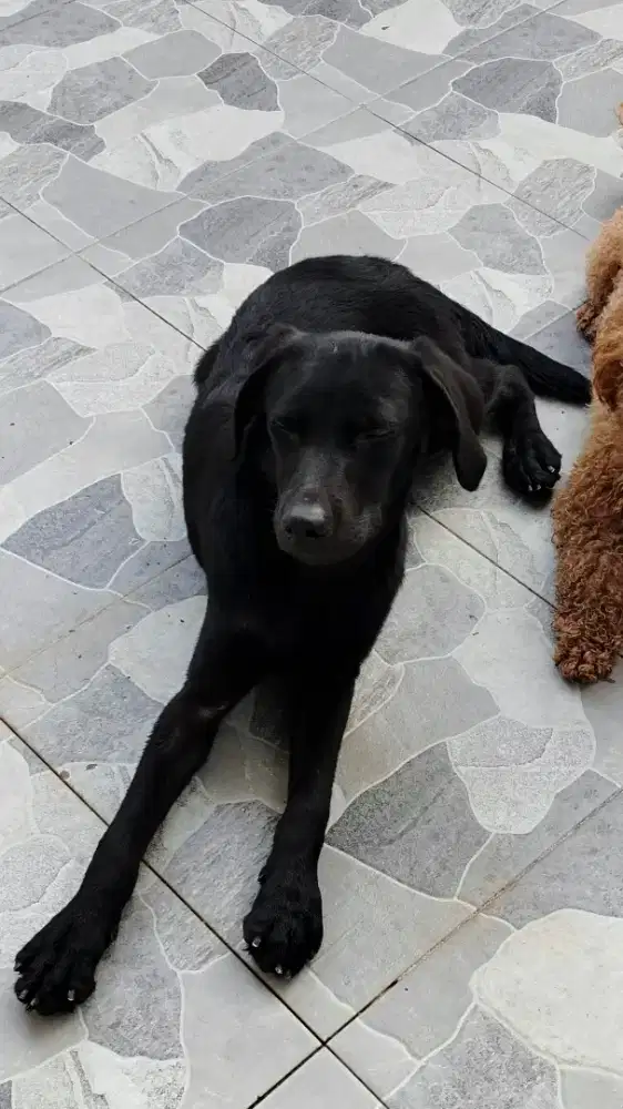 labrador betina 3bln