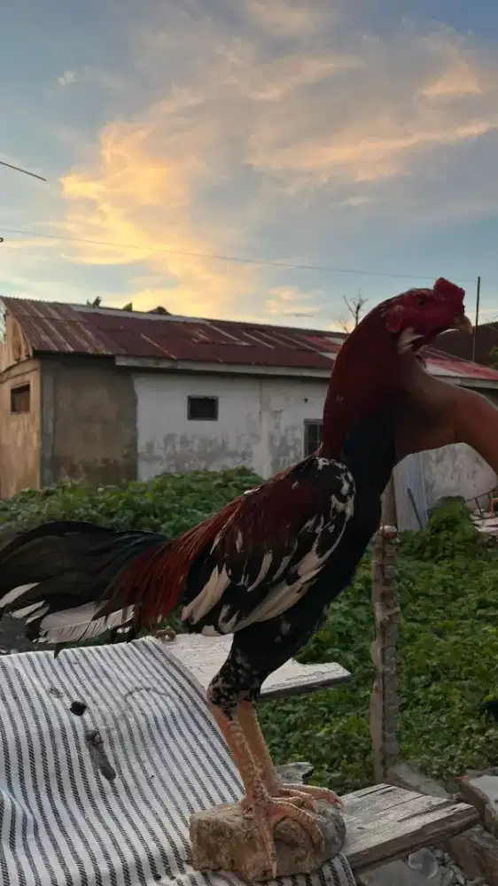 ayam Bangkok selatan × Mangon brutal,jalu tikam mati
