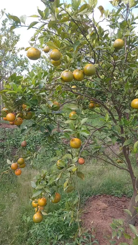 Kebun Jeruk produktif super murah