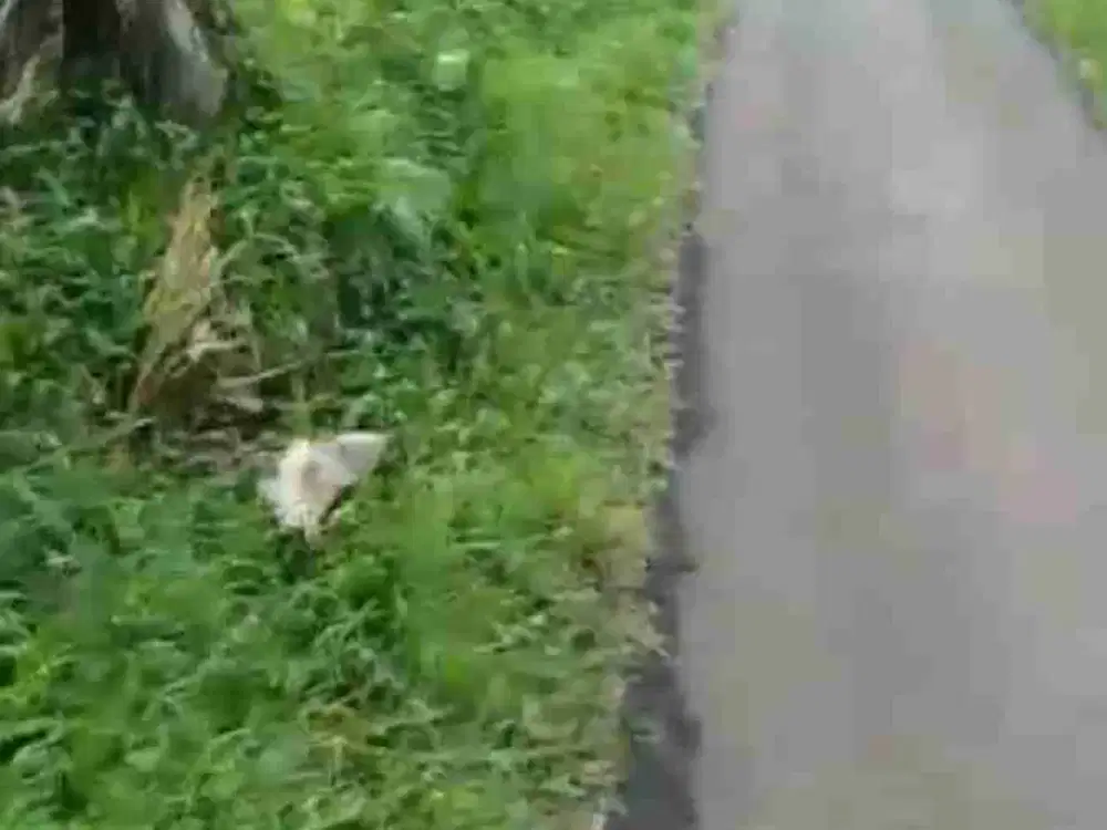 TANAH DI PARUNG KUDA SUKABUMI