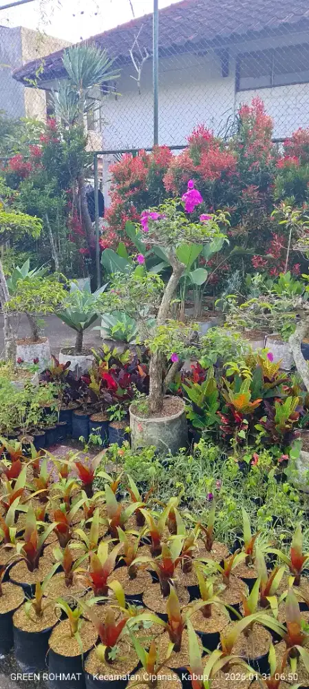Jual Tanaman Hias