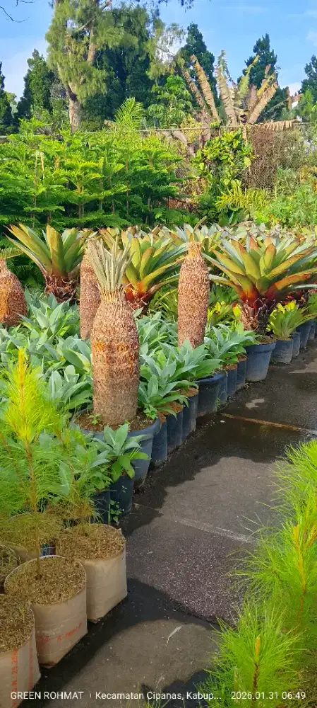 Tanaman Sikas - Harga Murah