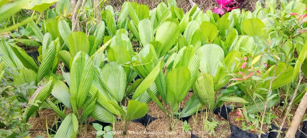 Jual tanaman hias segala jenis