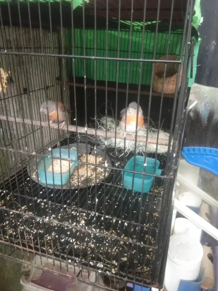 Burung redsiskin sepasang