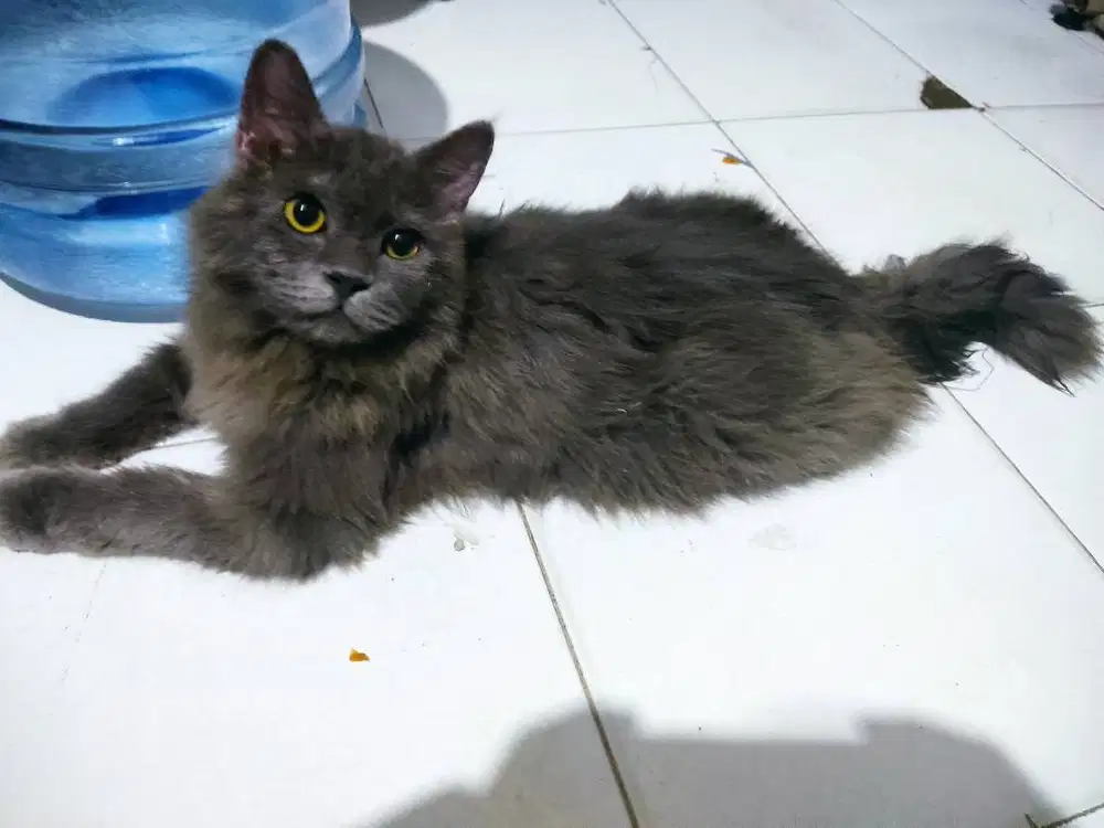 KUCING LUCU + Kandang
