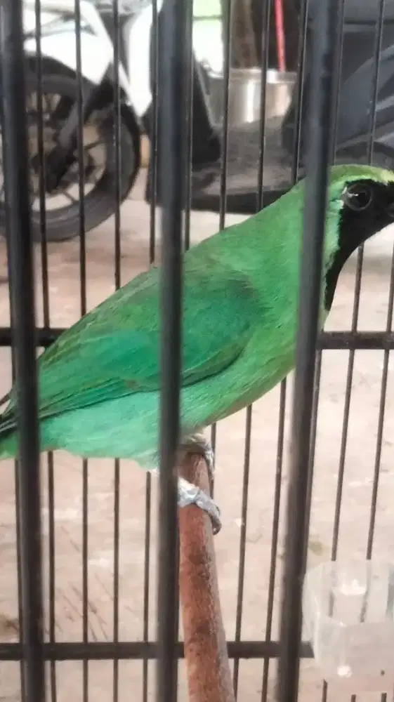 Jenggot. Jawa timur..harian rajin..