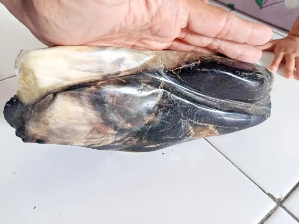 Batu Fosil Kelor Lumayan Besar