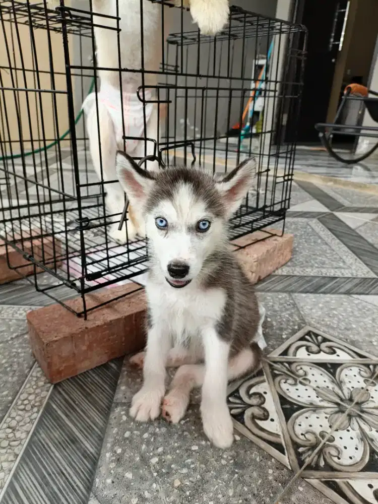Siberian Husky 3 bulan