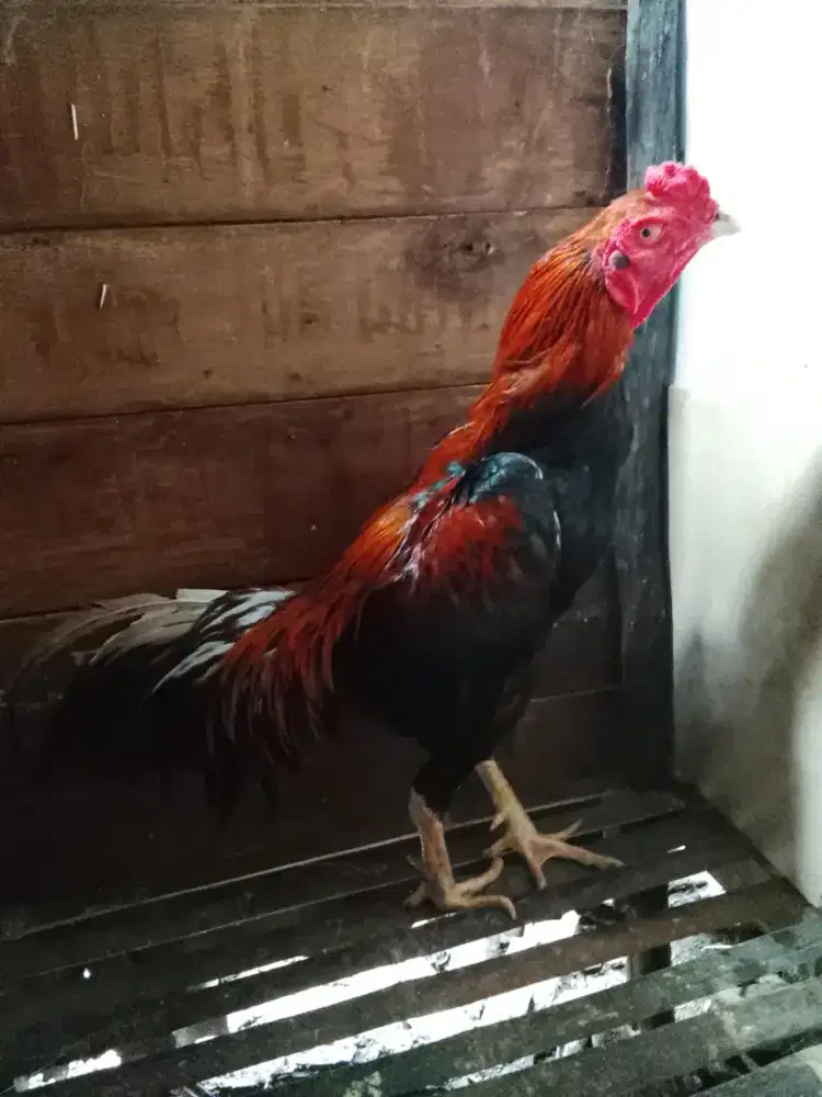 Pacek Bangkok ukuran Lo umayan besar