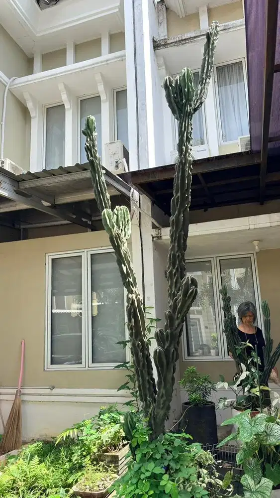 Kaktus lilin ukuran 3 meter