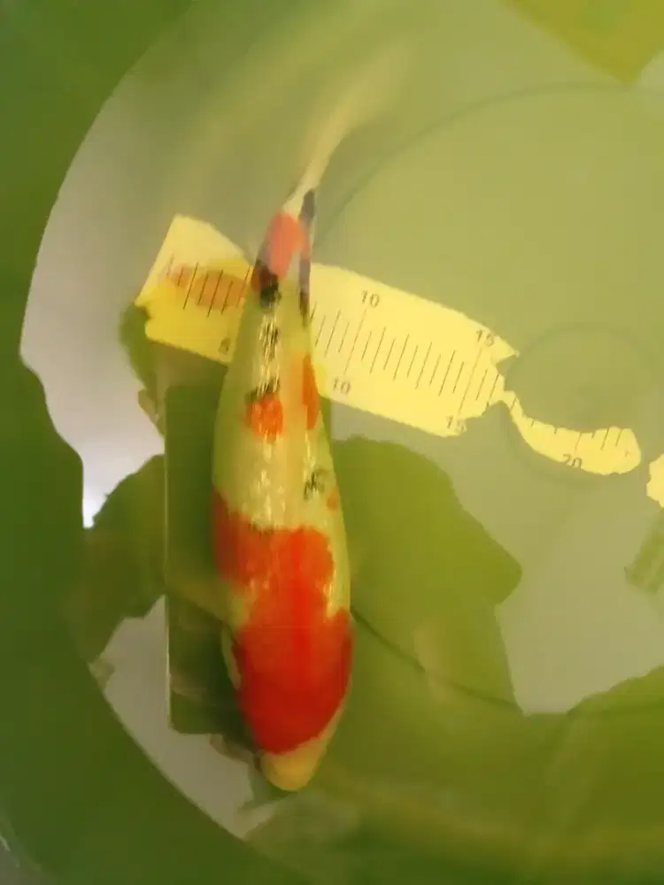 Ikan koi jenis Sanke Ginrin 30cm