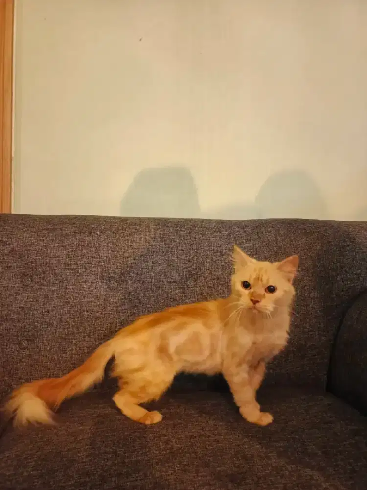 Persia betina murahh