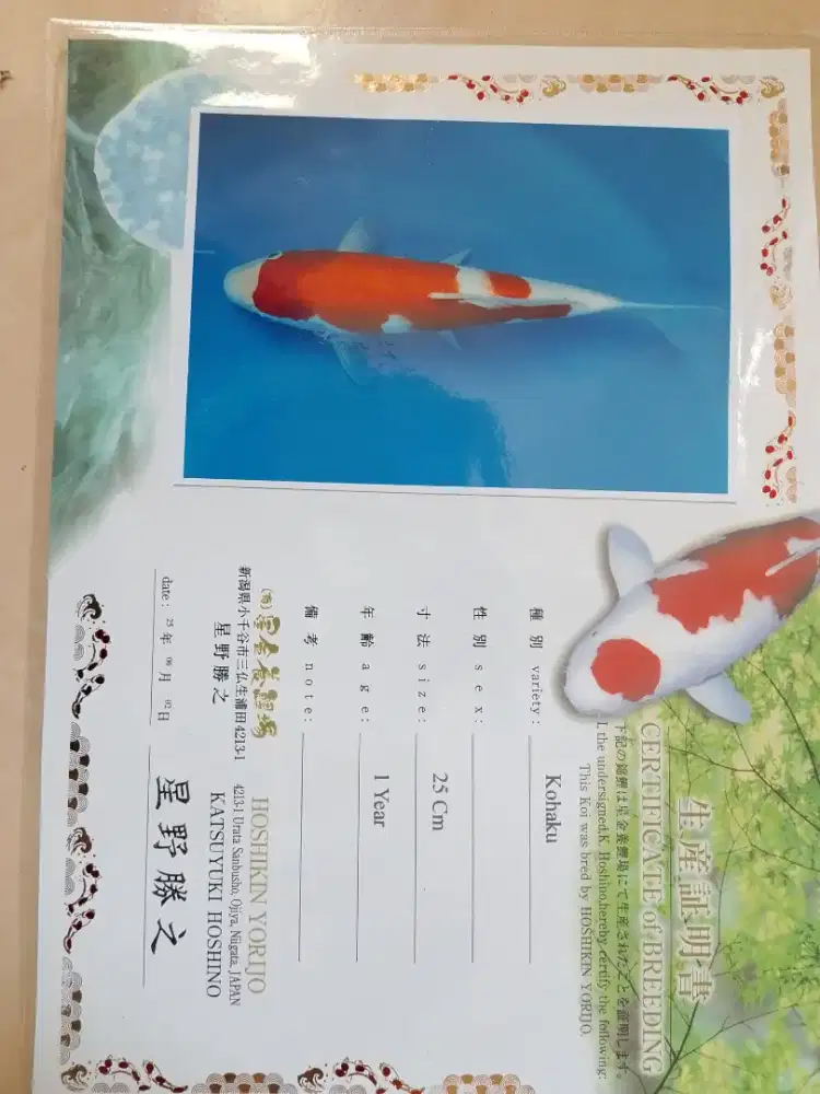 Ikan koi import sertifikat Kohaku 32cm