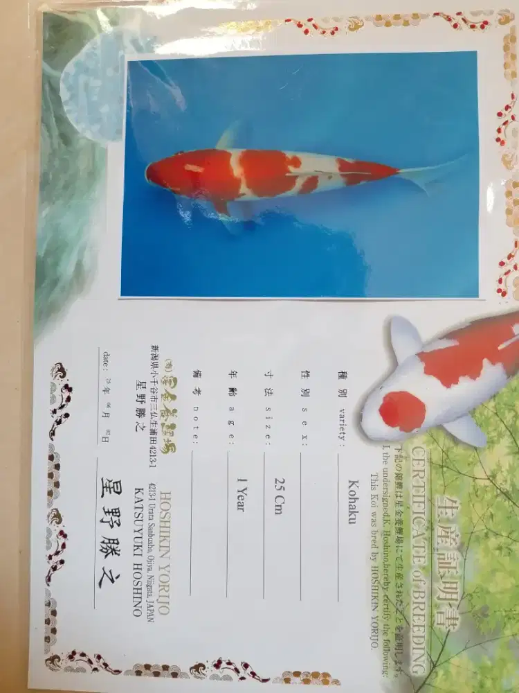 Ikan koi jenis Kohaku 33cm import sertifikat