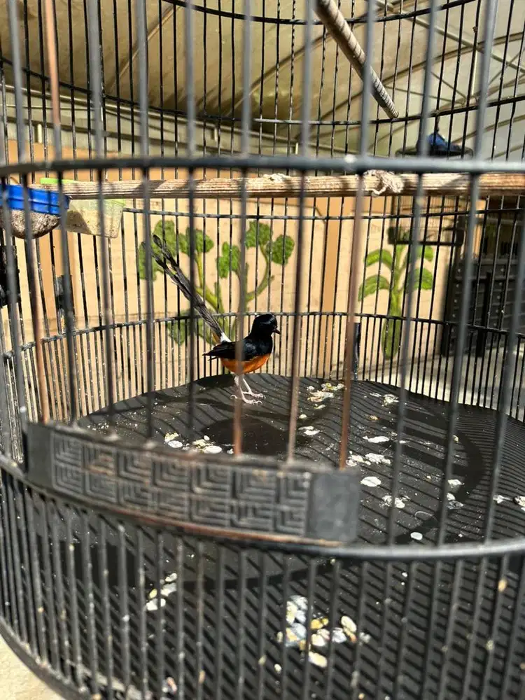 Burung Murai Batu MH