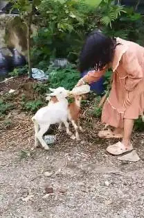 sepasang anakan kambing mini 3-4 bln TB 30cm-an exotik unik kerdil top