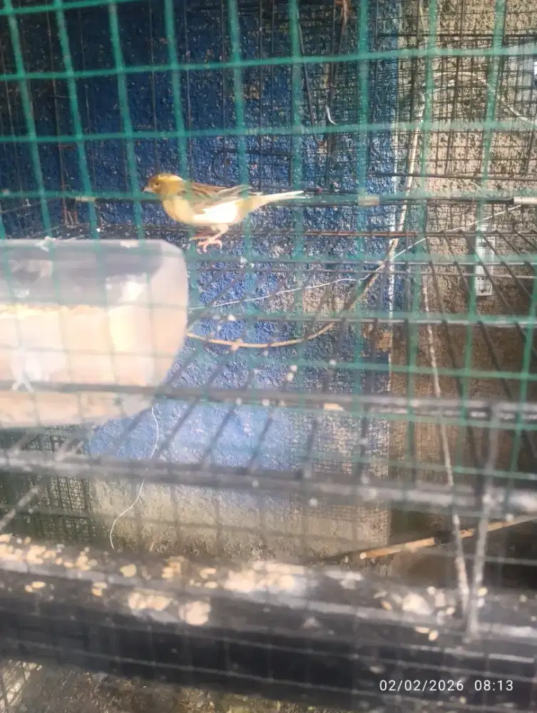 Kenari betina siap nelur