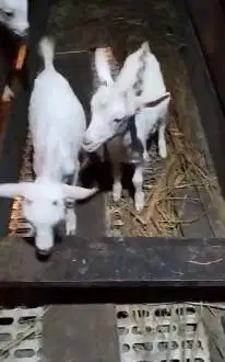 sepasang anakan kambing mini 3-4 bln TB 30cm-an exotik pendek kerdil