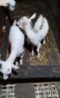 sepasang anakan kambing mini pendek kerdil 3-4 bln TB 30cm-an gemesin