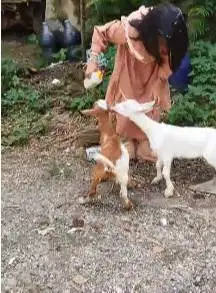 sepasang anakan kambing mini pendek kerdil 3-4 bln TB 30cm-an gemesin