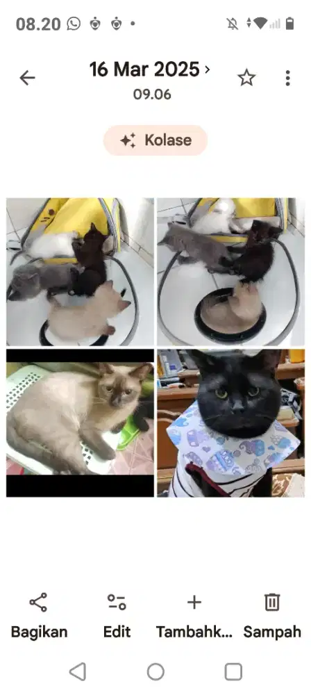 Adopsi Induk dan kietten