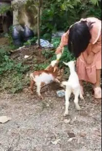 sepasang anakan kambing mini pendek kerdil 3-4 bln TB 30cm exotik unik