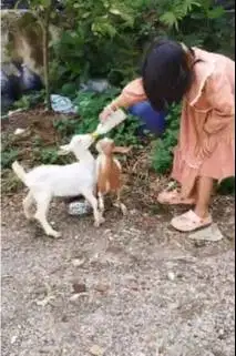 sepasang anakan kambing mini pendek kerdil 3-4 bln TB 30cm exotik unik