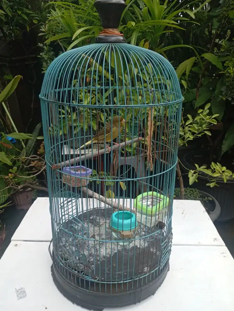 Jual Burung KENARI GACOR
