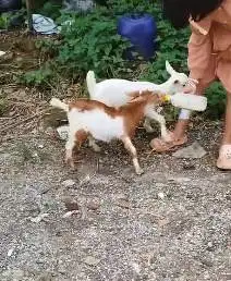 sepasang anakan kambing mini pendek exotik TB 30cm 3-4 bln lucu gemes