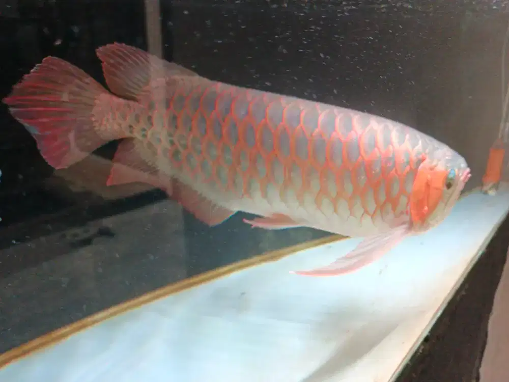 Arwana Super Red