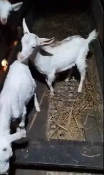 sepasang anakan kambing mini 3-4 bln TB 30cm exotik unik lucu gemesin