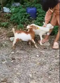 sepasang anakan kambing mini 3-4 bln TB 30cm exotik unik lucu gemesin