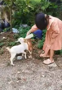 sepasang anakan kambing mini 3-4 bln TB 30cm exotik unik lucu gemesin