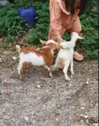 sepasang anakan kambing mini 3-4 bln TB 30cm exotik unik gemesin puas