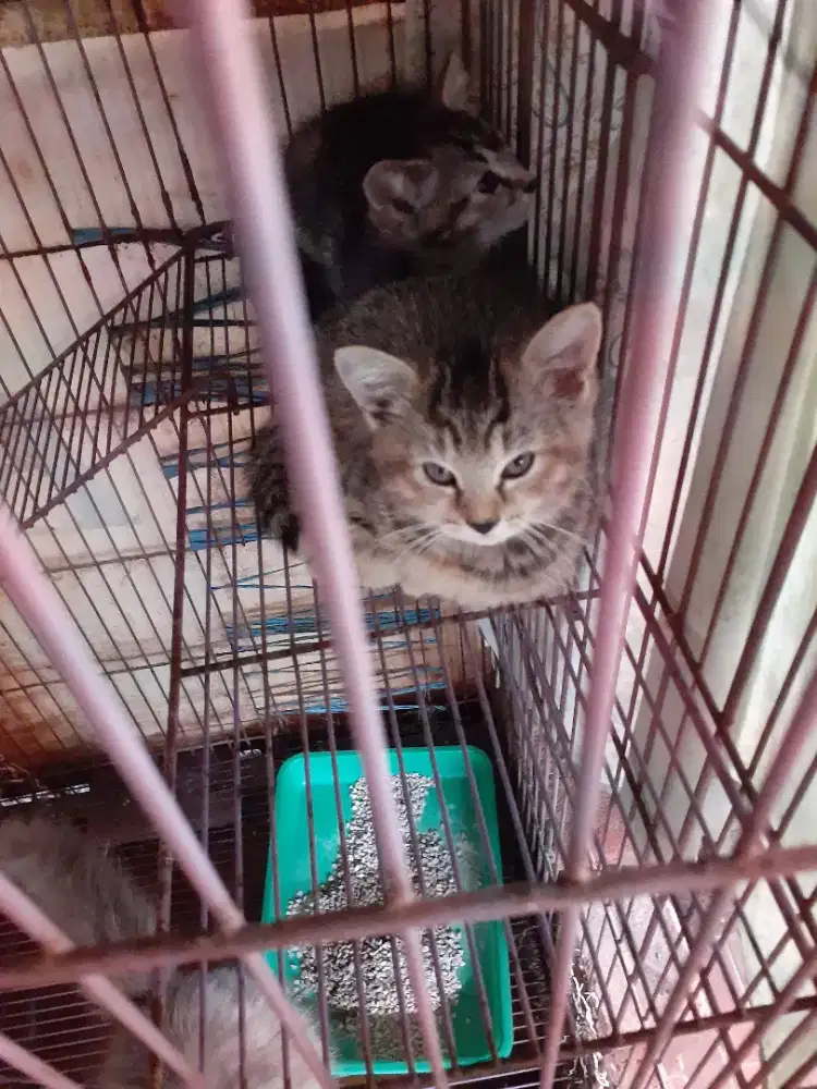 Kucing Persia mixdom